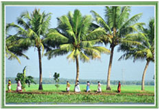 Kerala Backwaters