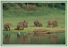 Kerala Wildlife