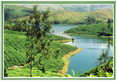 Munnar Hills, Kerala